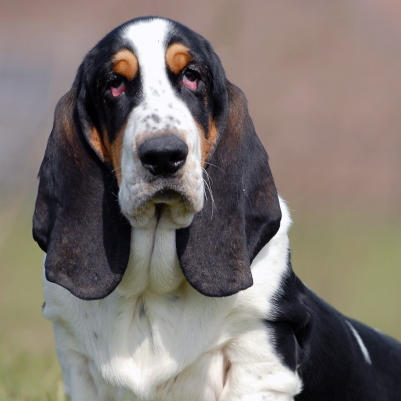 Basset Hound